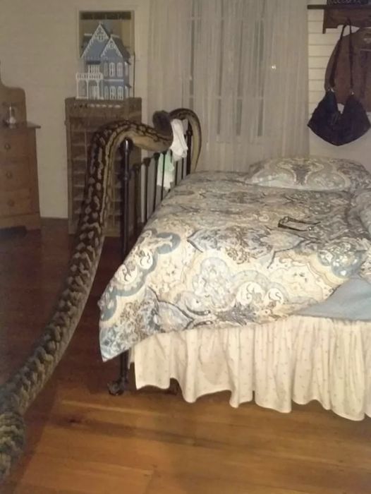 When She Woke Up She Got Surprise To See A 5 Metres Snake Aside Her Bed.. Where He Came From? You All Should Be Carefull At Home.. For More Check Comment Below