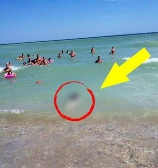 Tourists couldn’t believe their eyes! What the waves brought to the shore – SEE IN THE FIRST COMMENT ⬇️