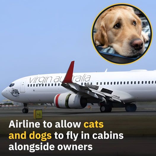 The move has been welcomed by travelers! 👏 Check the comments for the airlines that will allow pets 👇